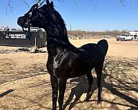 arabian-horse-for-sale