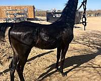 arabian-horse