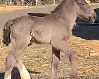 blue-roan-blaze-2-white-socks-horse
