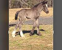 farm-work-gypsy-vanner-horse