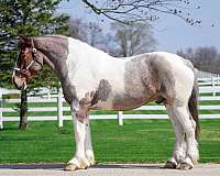 quarter-horse
