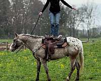 quarter-horse