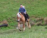 chestnut-white-stripe-mane-tail-horse