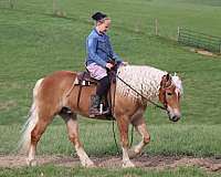 athletic-haflinger-horse