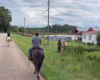 kid-safe-kentucky-mountain-horse