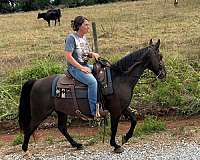 lesson-kentucky-mountain-horse