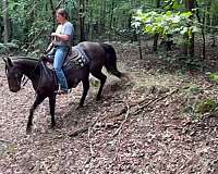 trail-kentucky-mountain-horse