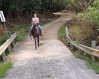 trail-riding-kentucky-mountain-horse