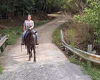 youth-kentucky-mountain-horse