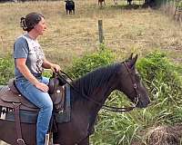black-beginner-horse