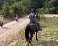 black-kentucky-mountain-mare