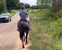 black-lesson-horse