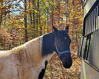 black-white-mare-tennessee-walking-horse