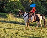 far-tennessee-walking-horse