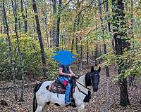white-mare-tennessee-walking-horse