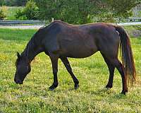 beautiful-foal-tennessee-walking-horse