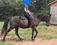 pearl-tennessee-walking-horse