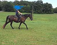 percentage-tennessee-walking-horse