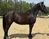 back-friesian-horse
