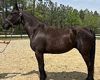 baroque-friesian-horse