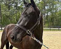 broke-to-ride-friesian-horse