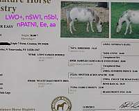 sabino-splash-overo-horse