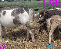 black-overo-sabino-splash-horse