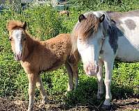 confirmed-miniature-horse