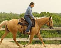 kid-safe-quarter-horse