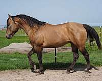 breeding-quarter-horse