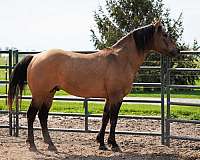 dunskin-quarter-horse-stallion