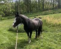 flashy-tennessee-walking-horse