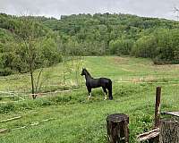 show-experience-tennessee-walking-horse