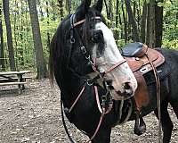 trail-tennessee-walking-horse