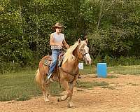 belgian-gelding