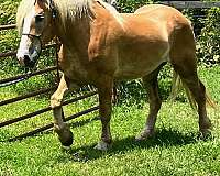 belgian-horse-for-sale