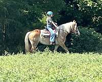 belgian-horse