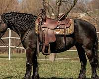 breeding-fell-pony
