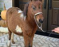 pinto-amha-foal