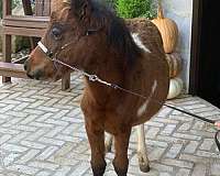 5-hand-pinto-pony