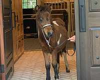 ponies-foal
