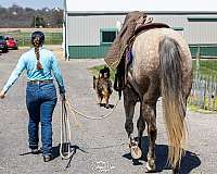 calf-roping-quarter-horse