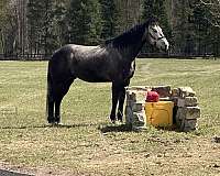 black-grey-experienced-horse