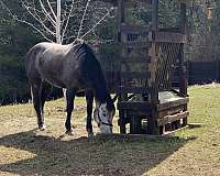 black-grey-ranch-work-horse