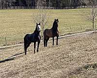 quarter-horse-gelding