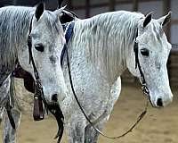 all-around-morgan-horse