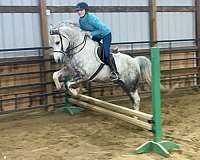 athletic-morgan-horse