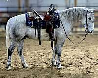 driving-morgan-horse