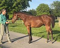 aerc-iberian-horse