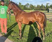 amateur-friendly-iberian-horse